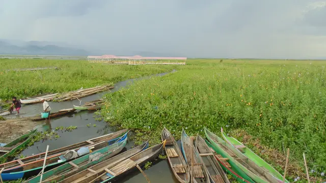 Manfaat Berlipat Pupuk Eceng Gondok Danau Perintis