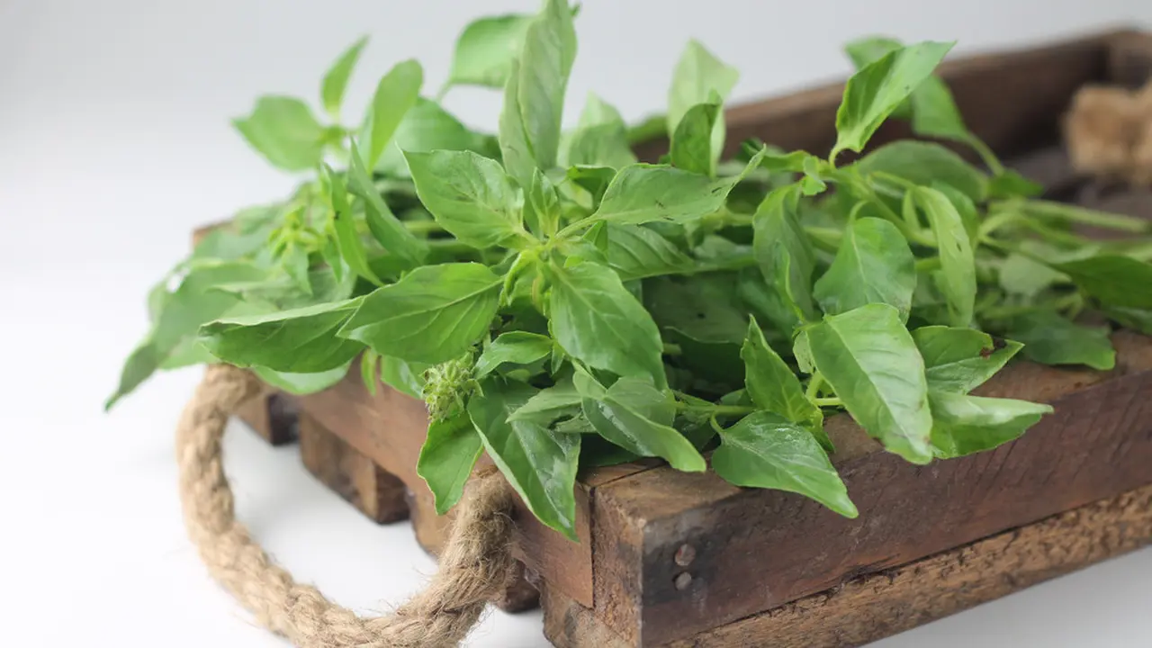 daun kemangi
