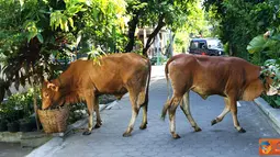 Citizen6, Karanganyar: Sapi tanpa didampingi pemiliknya tersebut berjalan dan mencari makanan dari tempat sampah warga. (Pengirim: Alvein Damardanto)