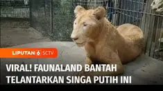 Pascaviralnya video yang menggambarkan seekor singa putih yang ada di wahana satwa Faunaland, Ancol, Jakarta Utara, terlihat lemas. Pihak pengelola wahana langsung membantah bahwa satwa tersebut tidak terurus. Mereka menyatakan singa cacat dari lahir...
