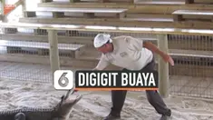 TANGAN PAWANG DIGIGIT