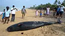 Orang-orang melihat paus pilot mati di pantai di Panadura, Sri Lanka, 3 November 2020. Tim penyelamat dan sukarelawan sejak 2 November berlomba menyelamatkan sekitar 100 paus pilot yang terdampar di pantai barat Sri Lanka. (Lakruwan WANNIARACHCHI/AFP)