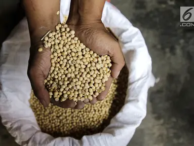 Pekerja menunjukkan kedelai untuk membuat tempe, Kemayoran, Jakarta, Kamis (6/9). Harga kedelai untuk produksi tempe meningkat dari Rp 6.500 menjadi Rp 7.700 pascanilai tukar dolar mengalami kenaikan terhadap rupiah. (Liputan6.com/Herman Zakharia)