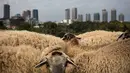 Sekelompok kecil domba merumput di sebuah ladang yang berada di antara gedung pencakar langit Tel Aviv, Israel, Senin (28/5). (AP Photo/Oded Balilty)