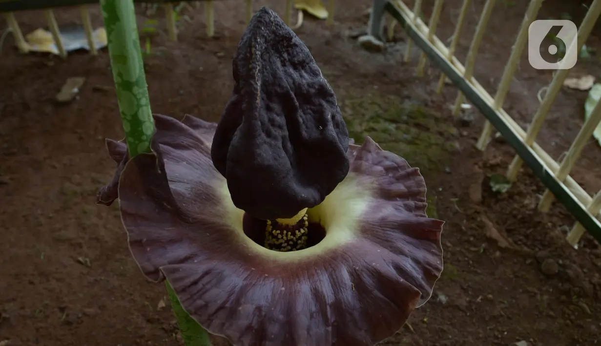 Bunga Bangkai (Amorphophallus Titanium) yang tumbuh di Taman Perumahan Pondok Kopi RW 09, Jakarta Timur, Rabu (17/11/2021). Bunga bangkai yang sudah ditanam selama 4 tahun dengan tinggi 50 cm baru tumbuh bunga 3 hari dan mengeluarkan bau tidak sedap. (merdeka.com/Imam Buhori)