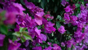 Rahasia Merawat Bougainvillea agar Tumbuh Sehat dan Bunganya Lebat