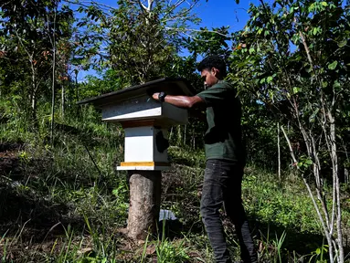 Seorang peternak lebah memeriksa sarang lebah yang tidak bersengat di sebuah peternakan lebah di Pekan Bada, provinsi Aceh (20/2/2022). (AFP/Chaideer Mahyuddin)