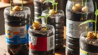 Cara Menanam Jahe di Botol Bekas, Bisa Dipanen Sendiri di Rumah