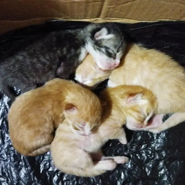 Asal Usul Dipertanyakan, 6 Kucing Beda Warna dengan 'Keluarganya' Ini Unik