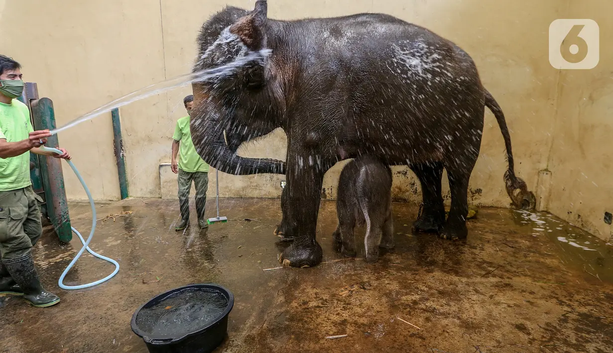 Keeper memandikan induk gajah betina bernama Nina dan bayi gajah bernama Covid, yang berusia 1 bulan di Taman Safari Indonesia Cisarua, Bogor, Jawa Barat, Rabu (27/5/2020). Gajah dengan nama latin Elephas Maximus Sumatranus dimandikan setiap hari pada pagi dan sore. (Liputan6.com/Fery Pradolo)