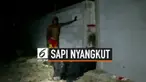 Seekor sapi terjebak pada celah di antara 2 dinding di Thailand. Petugas tim penyelamat menghancurkan dinding dan sapi dibebaskan setelah 1 jam.