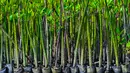 Tapi kini banyak lahan mangrove yang telah dikonversi menjadi kawasan pemukiman dan komersial. (CHAIDEER MAHYUDDIN/AFP)