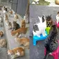 6 Potret Kucing Lagi Kumpul Ramai-Ramai, Jadi Sungkan Lewat (Twitter/unexpectedcats/shouldhavecat)