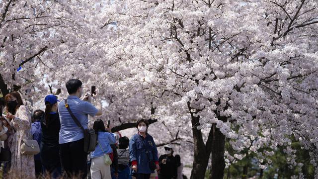 FOTO: Pesona Bunga Sakura Mekar Penuh Pikat Pengunjung di Seoul