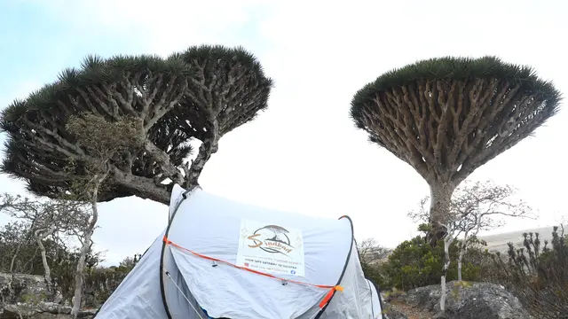 600 Turis Asing di Pulau Socotra Yaman Terdampar, Efek Konflik Arab Saudi versus UEA