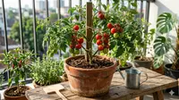 7 Jenis Tanaman Buah Mini yang Cocok di Pot 30 cm, Solusi Berkebun di Lahan Sempit