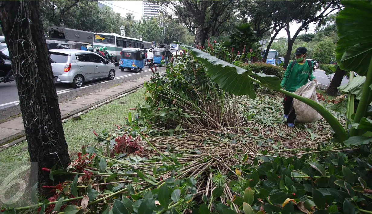 Pekerja membersihkan sampah berserakan di taman yang rusak di depan gedung Balai Kota Jakarta, Jumat (14/10). Taman tersebut rusak akibat banyaknya pengunjuk rasa yang menginjak-injak serta duduk di atas tanaman. Liputan6.com/Immanuel Antonius