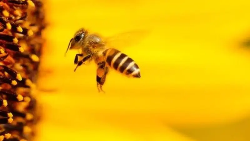 Sengatan Lebah Bisa Bikin Bengkak hingga Picu Alergi, Bagaimana Penanganannya? (Ilustrasi lebah | Pixabay)
