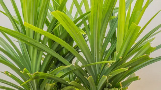 Photo: Copyright Thinkstockphotos.com