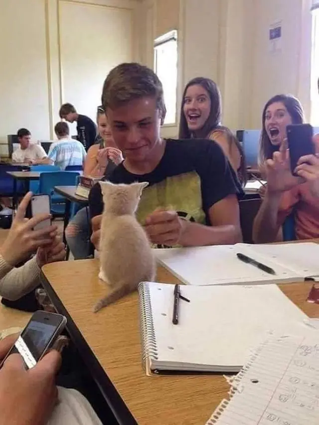 6 Potret Kucing Ikut Kuliah Ini Curi Perhatian, Bikin Ngakak