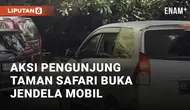 Beredar video viral soal kenekatan pengunjung Taman Safari Bogor. Pengunjung nekat membuka kaca jendela mobilnya di tengah kandang singa