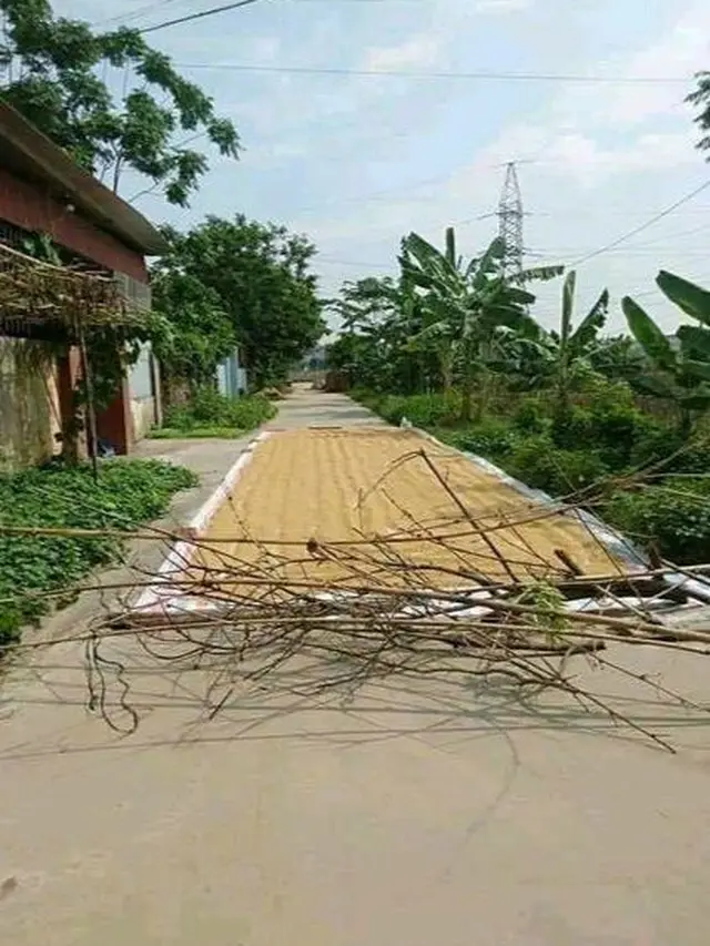 8 Potret Nyeleneh Orang Jemur Gabah dan Jagung di Jalan Ini Bikin Geleng Kepala
