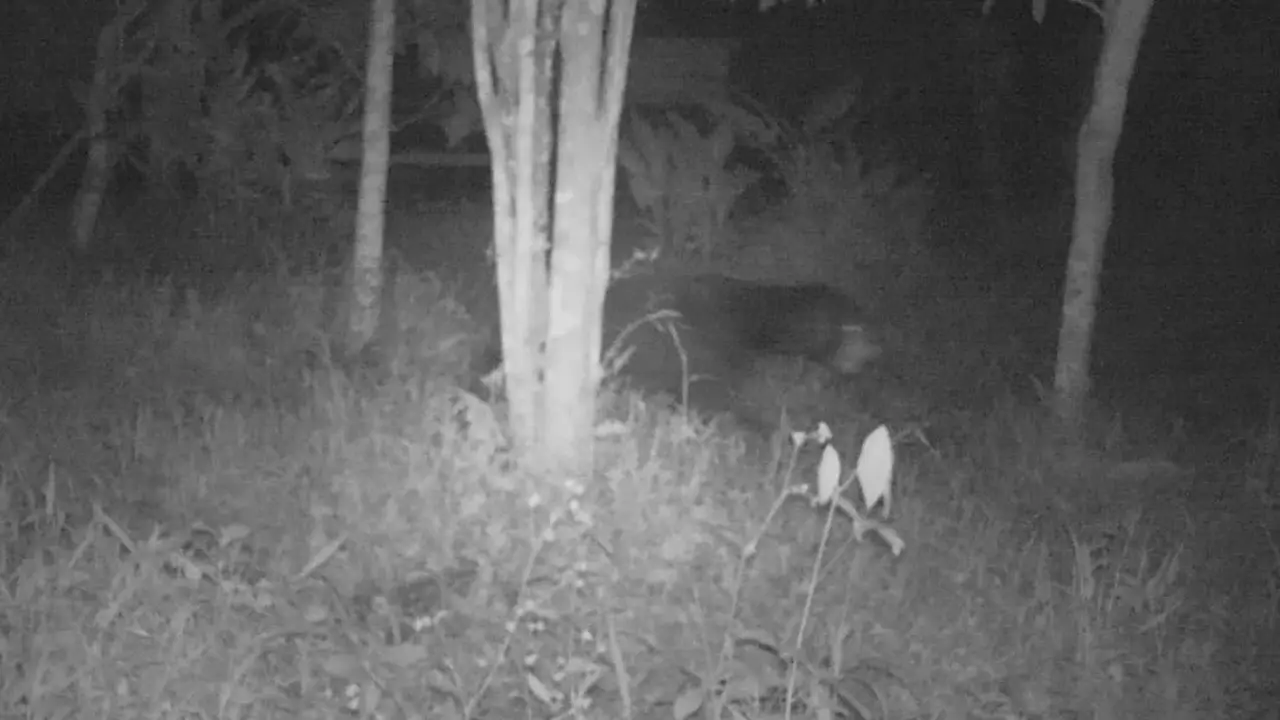 Beruang madu terpantau melintasi kamera jebak BKSDA Agam. (Liputan6.com/ BKSDA Agam)