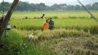 Petani Grobogan sudah mulai memasuki masa panen. Ironisnya, kementrian perdagangan malah mengupayakan impor beras. (foto: Liputan6.com/felek wahyu)