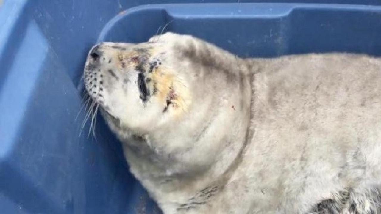 Polisi Kanada selamatkan seekor bayi anjing laut yang lahir secara prematur (Photo Capture/rcmptv)