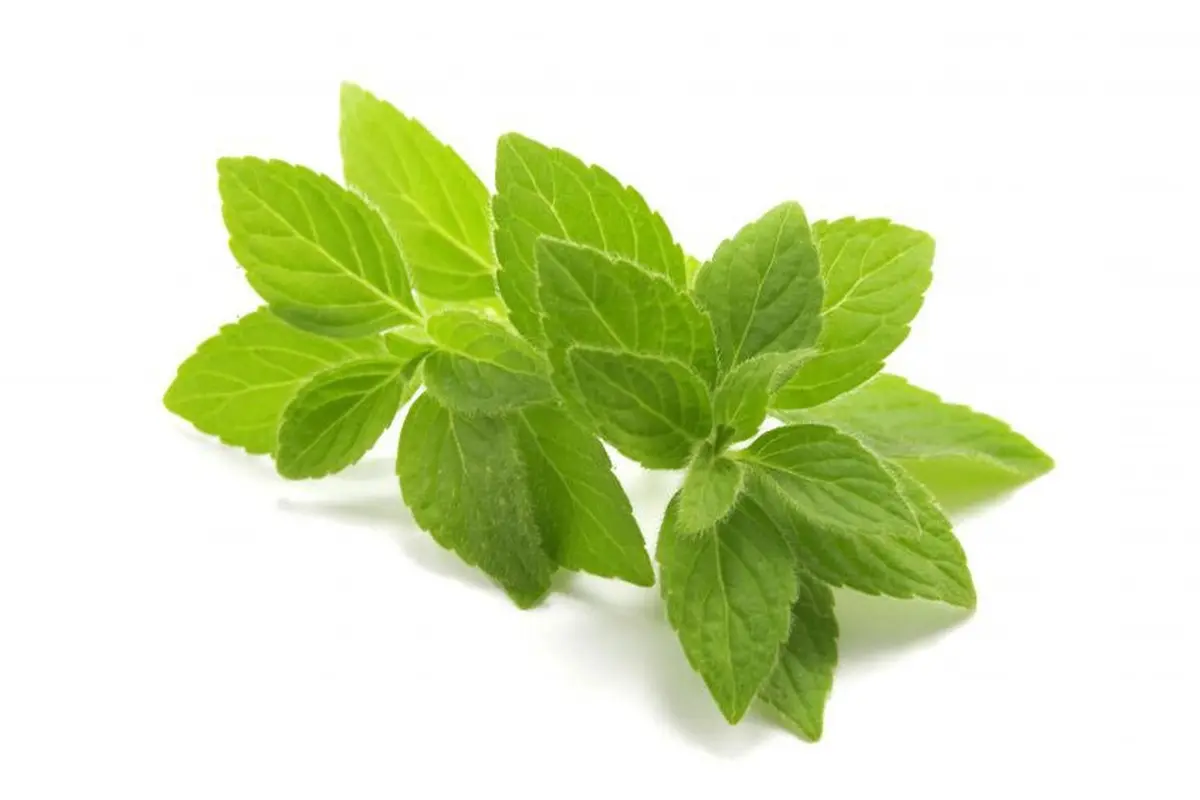 Sejuta Manfaat Daun Mint untuk Kesehatan Saluran Pernapasan