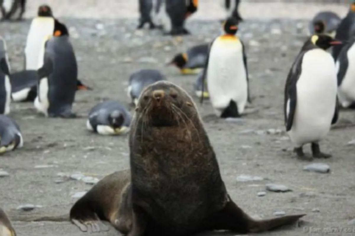 Fenomena Aneh Anjing Laut Kawin dengan Penguin