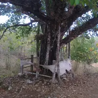 Konon, pohon-pohon berikut ini kerap jadi sarang para hantu untuk tinggal.