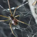 Mengenal Huntsman, Laba-laba Tercepat di Dunia