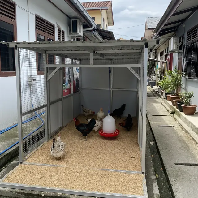 Cara Membuat Kandang Ayam Kampung Anti Bau (Image by Gemini AI)