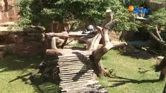 Bagi Anda yang ingin melihat langsung dua panda lucu asal Cina di Taman Safari harus bersabar hingga bulan depan.