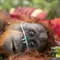 100 Satwa Liar Diselamatkan dari Kebakaran Hutan, Orangutan Mendominasi