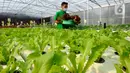 Petani memanen sayuran hidroponik pada areal bekas lapangan tenis di Greenville Farm, Tanjung Duren, Jakarta Barat, Senin (21/11/2022). Kebun hidroponik terbesar di Jakarta ini mampu menghasilkan sayuran rata-rata Rp 10 Kg/hari. (merdeka.com/Arie Basuki)