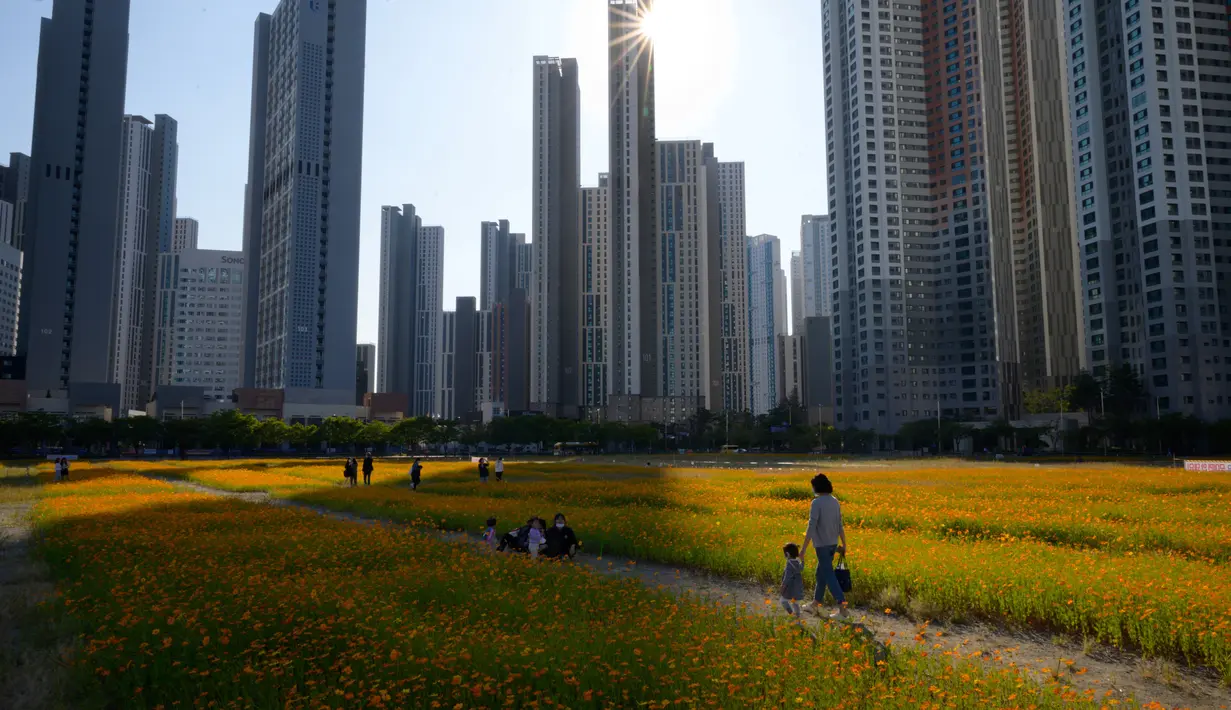 Orang-orang berpose untuk foto di antara hamparan bunga cosmos yang tumbuh di area parkir mobil di depan gedung apartemen bertingkat tinggi di Goyang, sebelah barat Seoul pada 22 September 2020. (Photo by Ed JONES / AFP)