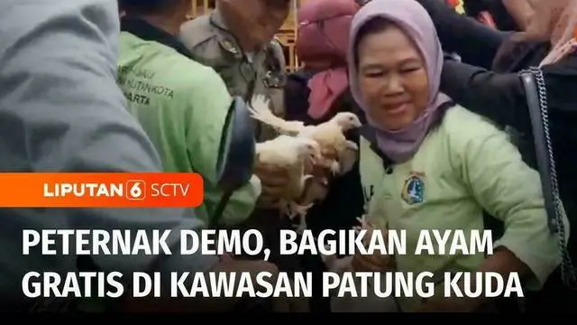 VIDEO: Peternak Bagikan Ayam Hidup Gratis Bentuk Protes karena Selalu Merugi Tiap Tahun