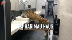 Seekor harimau kehausan dan minum di wastafel sebuah toilet umum. Peristiwa tak lazim ini direkam kamera telepon pintar.
