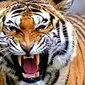 Hilangnya hutan yang menjadi habitat harimau Sumatera menyebabkan hewan ini sering kali dibunuh atau ditangkap karena tersesat di pedesaan.
