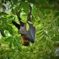 Virus Nipah berasal dari kelelawar buah yang ditularkan ke babi atau hewan pembawa lainnya. (Foto: Unsplash/Waldemar)