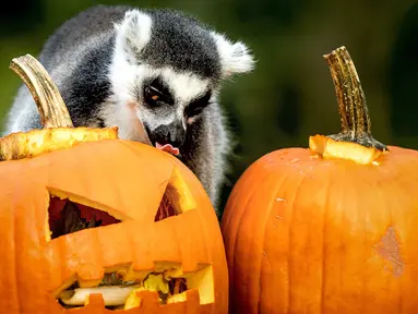 Seekor lemur mencari makanan di dalam buah labu yang diukir, beberapa hari sebelum perayaan Halloween, di kebun binatang Dierenpark, Belanda, 27 Oktober 2017. (REMKO DE WAAL / ANP / AFP)