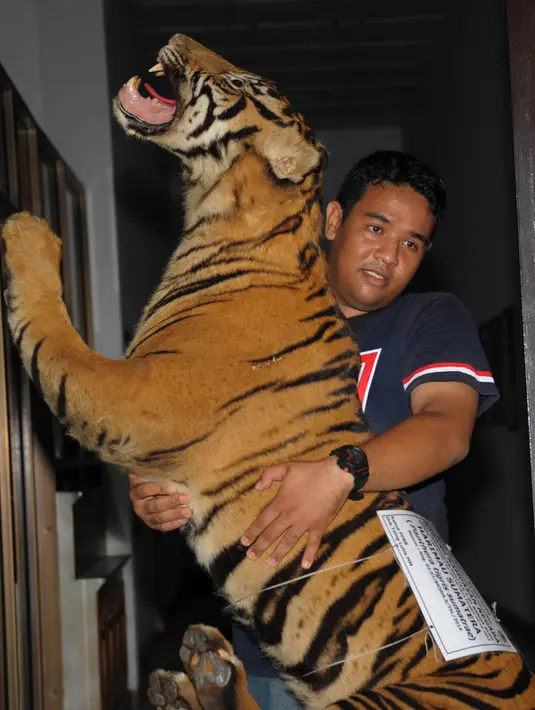 Petugas membawa harimau Sumatera yang di awetkan sebelum dibakar di Banda Aceh, (22/5). Kementerian Kehutanan Indonesia memusnahkan barang bukti perdagangan satwa liar sebagai kampanye melawan perburuan Ilegal. (AFP/Chaideer Mahyuddin)