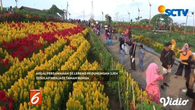 Kebun Bunga Rajati Potret Gairah Menyambut Pagi Bumi