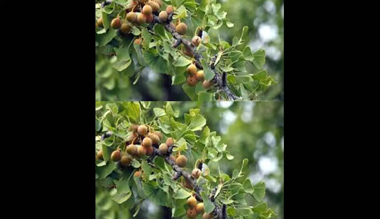 Ginkgo mengandung beberapa zat dalam daunnya yang di percaya mampu melancarkan aliran darah ke otak dan meningkatkan daya ingat. (Istimewa)