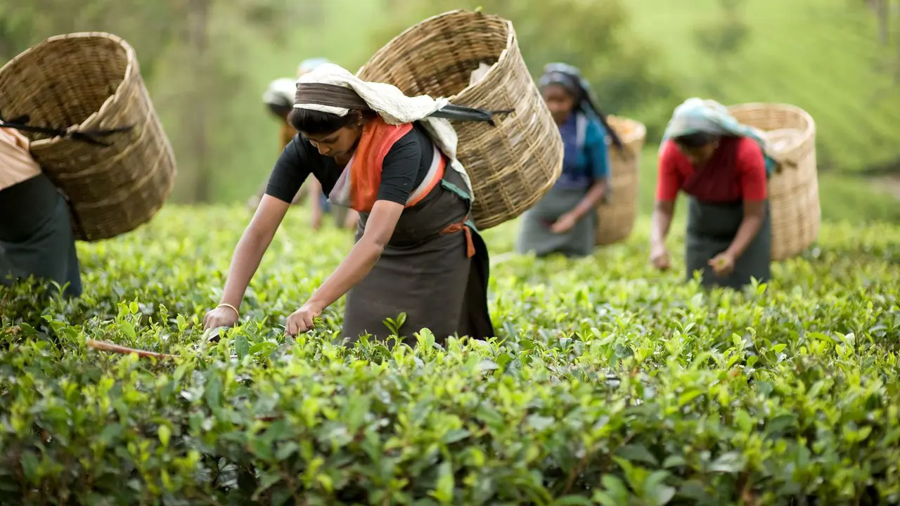 4 Kebun Teh Terindah Bandung yang Wajib Dikunjungi
