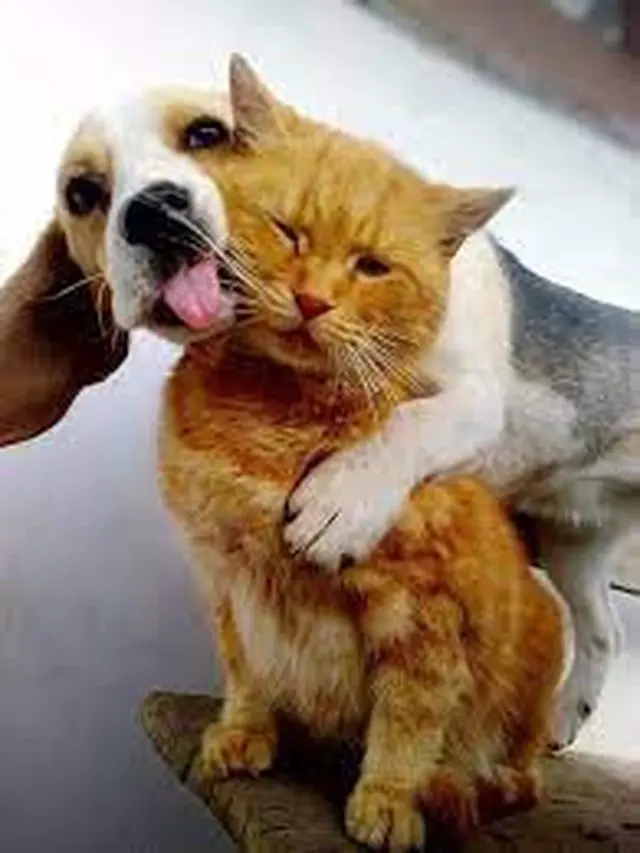 6 Potret Persahabatan Kucing dan Anjing, Ekspresinya Lucu