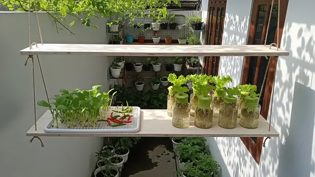 Teras Kecil tapi Bisa Jadi Sumber Sayur Harian