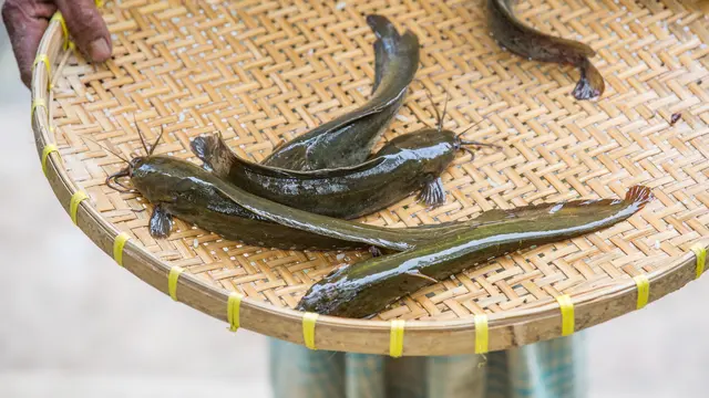 Ilustrasi Ikan Lele